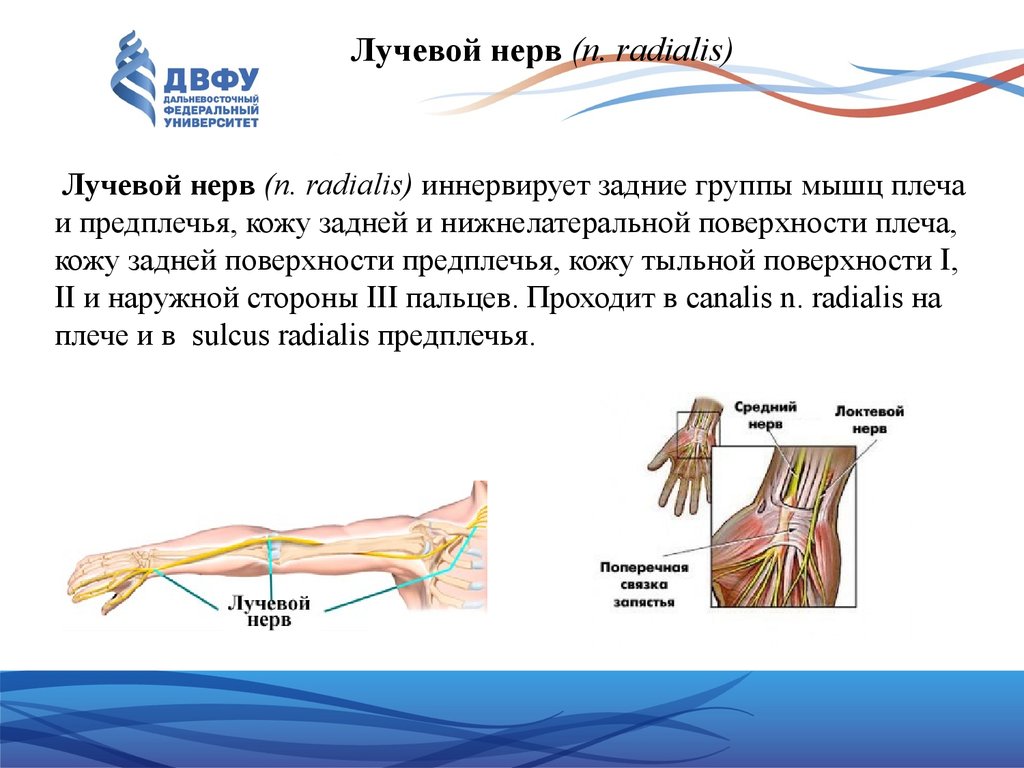 Какие мышцы иннервируют. Лучевой нерв (n.radialis) иннервирует:. Заднюю группу мышц плеча иннервирует нерв. Топография лучевого нерва. Нервы плеча лучевой нерв.