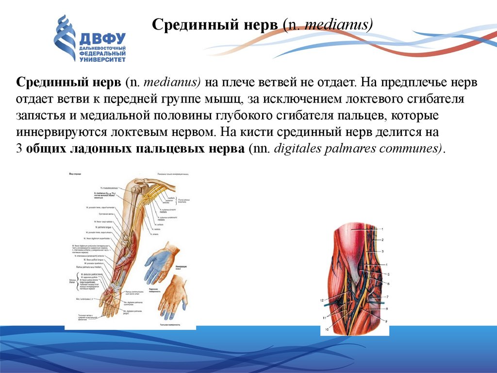 Срединный нерв. * N. medianus. (Срединным нервом). Срединный нерв (n. medianus) иннервирует:. N medianus иннервирует мышцы. Срединный нерв на предплечье.