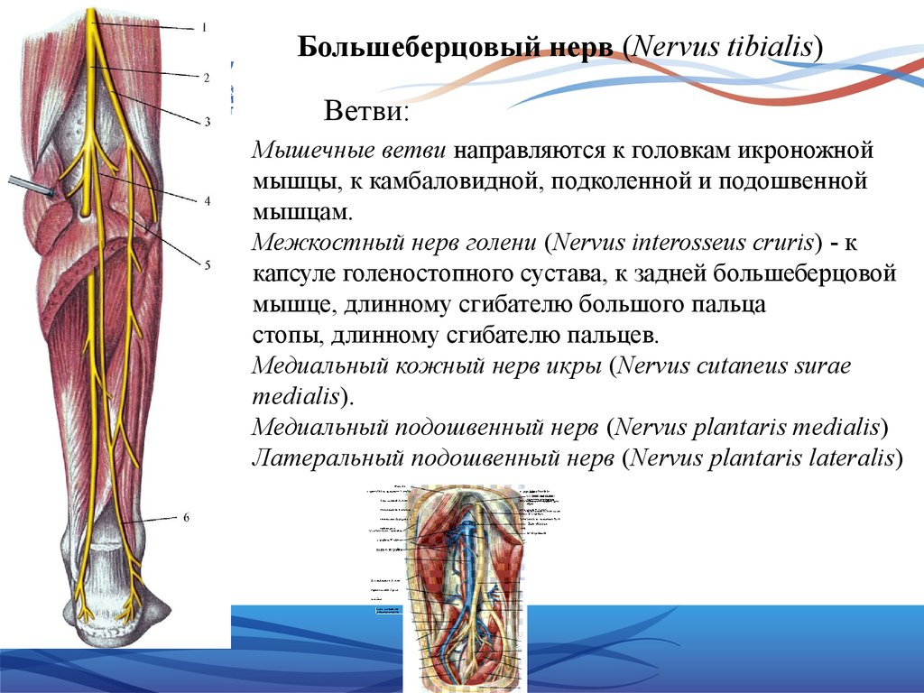N suralis. Зона иннервации большеберцового нерва. Малоберцовый нерв иннервирует. Большеберцовый нерв - nervus Tibialis. Задний большеберцовый нерв топография.