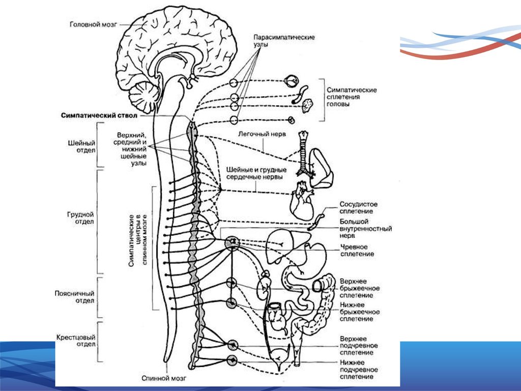Нервные узлы сплетения. Периферическая нервная система схема строения. Периферическая нервная система спинномозговые нервы. Таблица сплетения нервная система. Периферическая нервная система презентация.