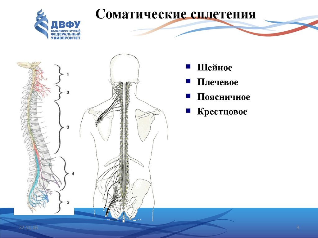 Спинномозговые нервы презентация