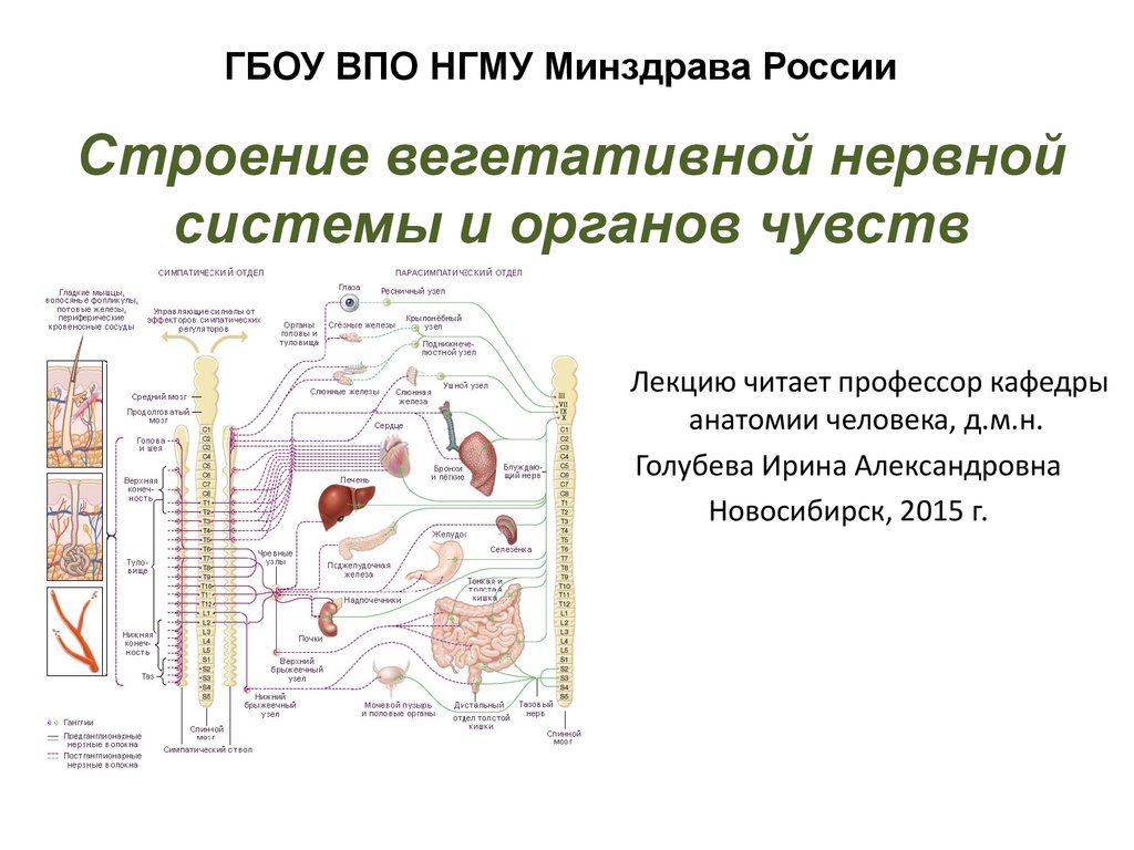 Функциональная анатомия вегетативной нервной системы презентация