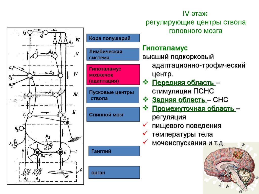 Подкорковые вегетативные центры