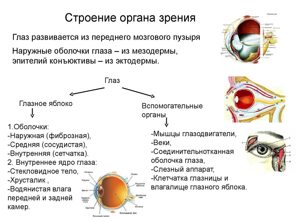 Зрение человека функции. Строение органа зрения (строение глазного яблока).. Строение глазного яблока и вспомогательных органов. Орган зрения топография строение функции. Графологическая схема органа зрения.