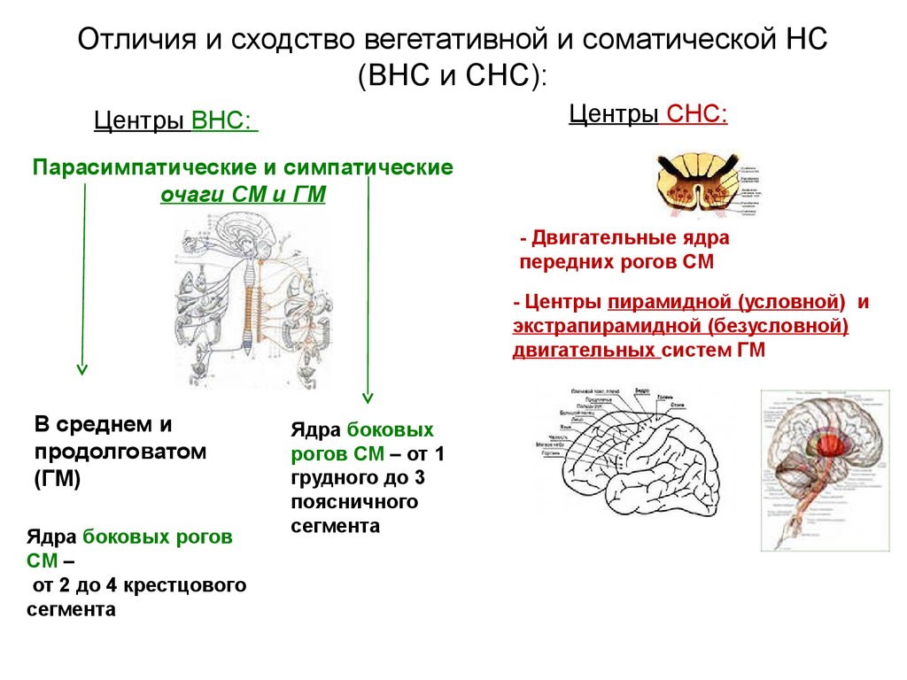 Соматический и вегетативный различия. Центры соматической и вегетативной нервной системы. Сходства вегетативной и соматической нервной системы. Отличия вегетативной и соматической нервной системы анатомия. ВНС И СНС.