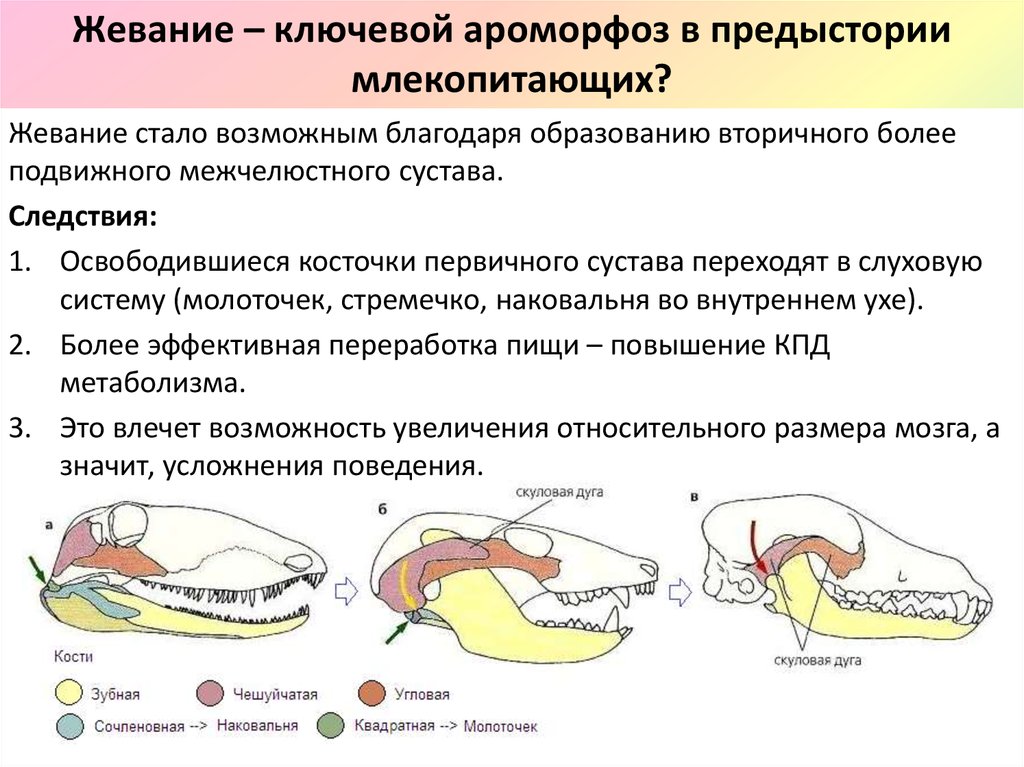 Ароморфозы млекопитающих презентация