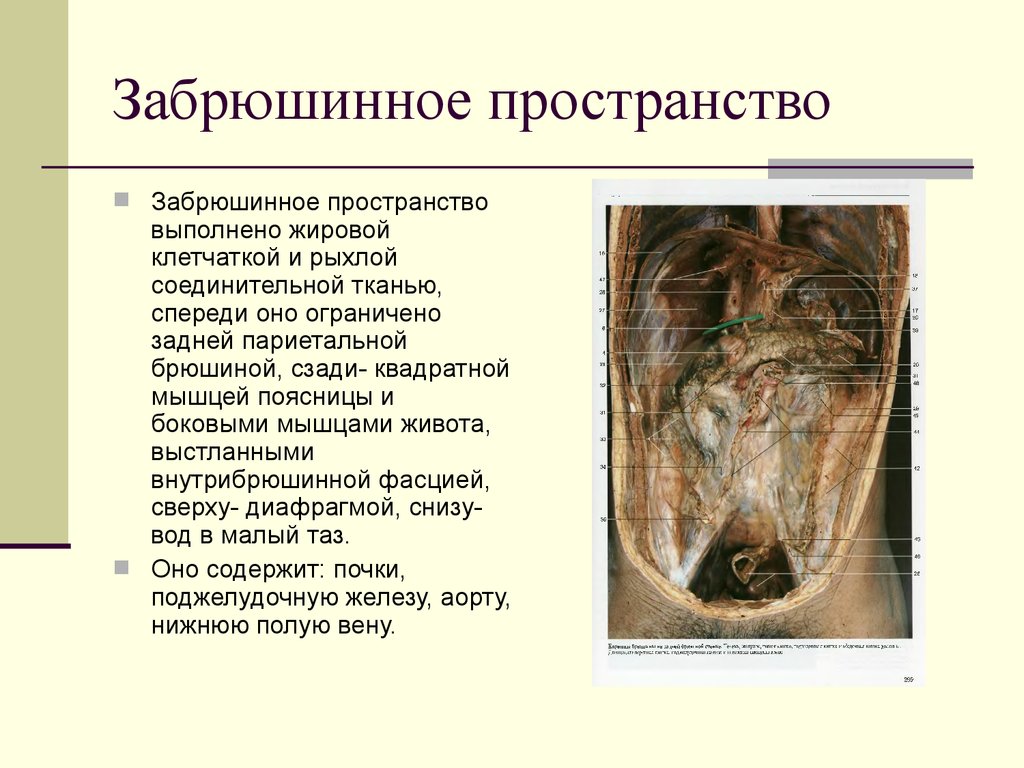 Забрюшинное пространство презентация