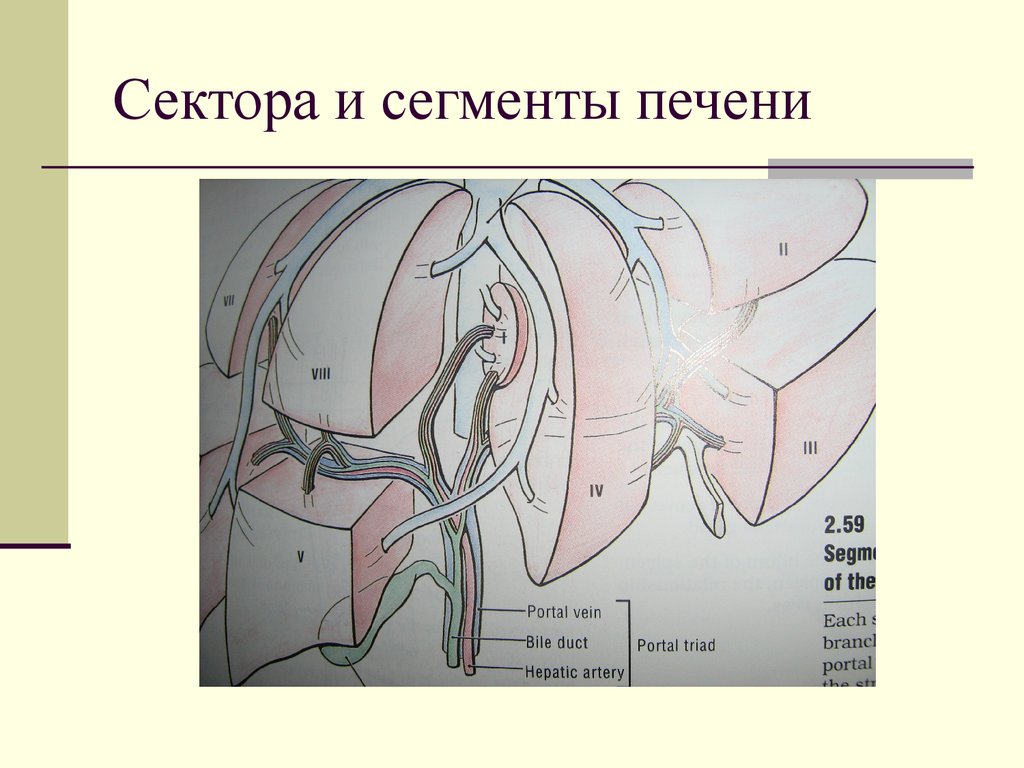 Сегменты печени на кт схема