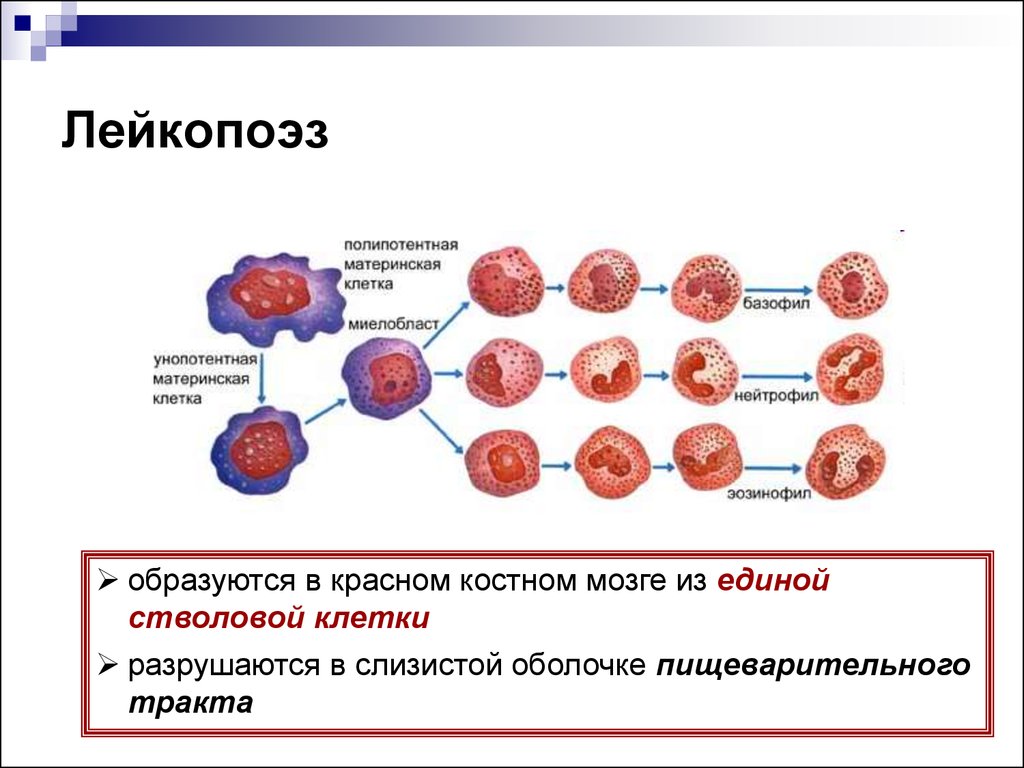 Клетки крови образующийся в костном мозге. Лейкопоэз схема физиология. Лейкопоэз его регуляция физиология. Факторы обеспечивающие лейкопоэз. Схема кроветворения лейкопоэз.