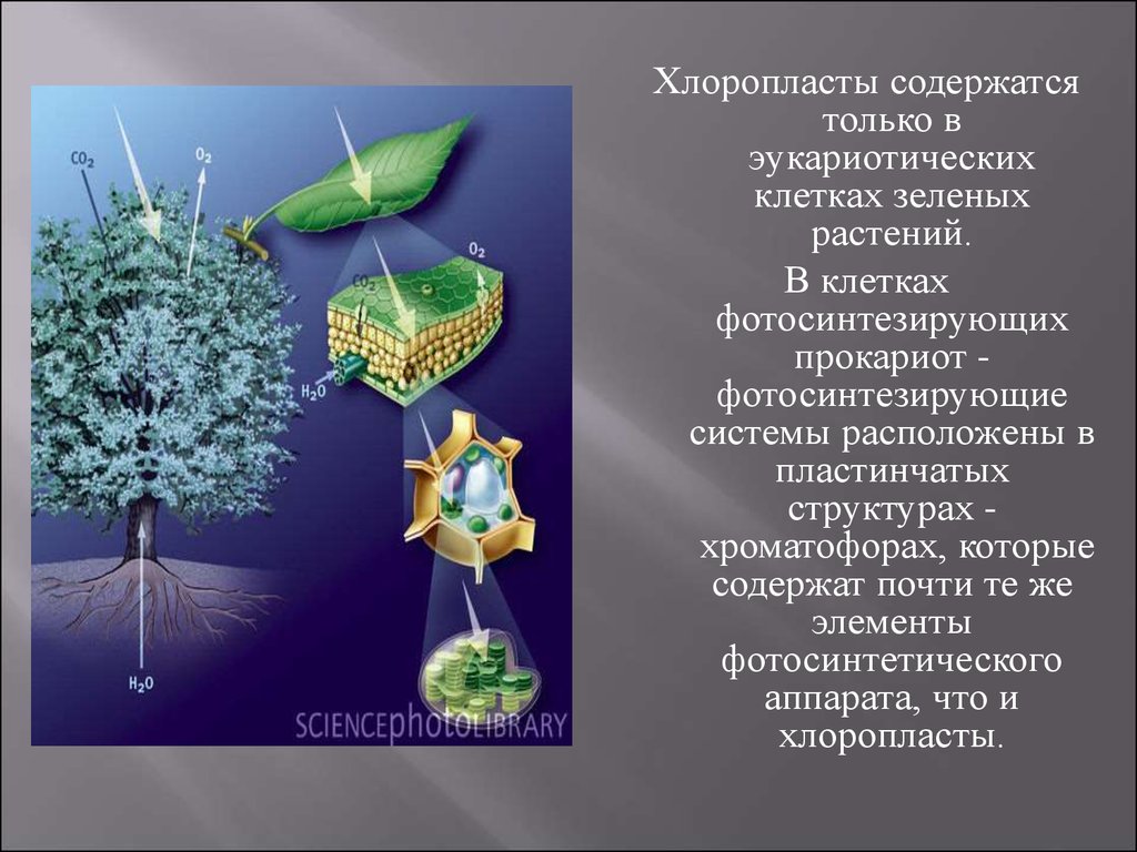 Хроматофор растений. Хроматофор строение. Хроматофор фотосинтез. Хроматофор и хлоропласт. Хроматофор и хлоропласт разница.