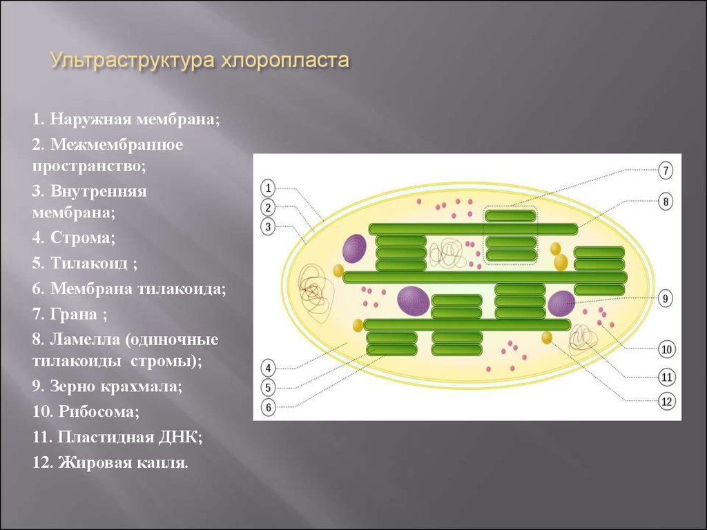 Внутреннее строение хлоропласта