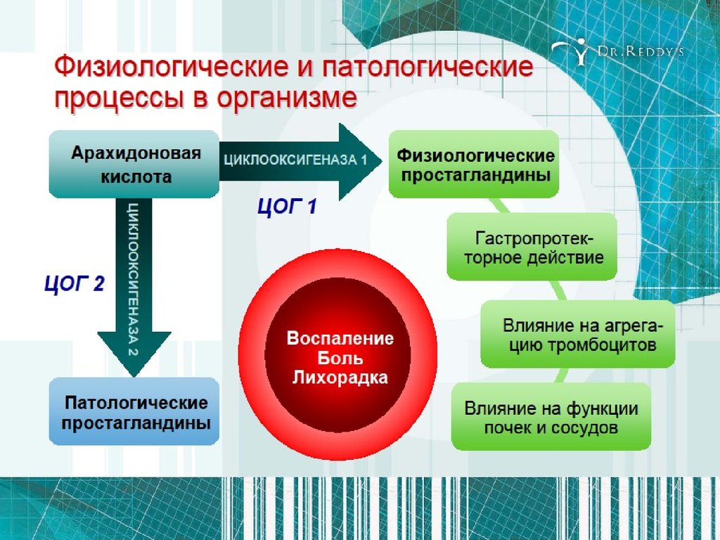 Внутренние процессы организма. Физиологические процессы. Патологические процессы в организме. Физиологические процессы в организме человека. Физиологических и патологических процессах.