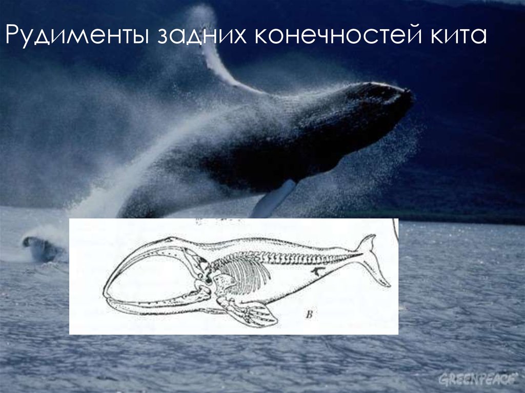Ласты кита и роющие конечности. Рудимент задних конечностей кита. Задние ноги у китов. Рудимент задних конечностей у китов. Пояс задних конечностей у китообразных.