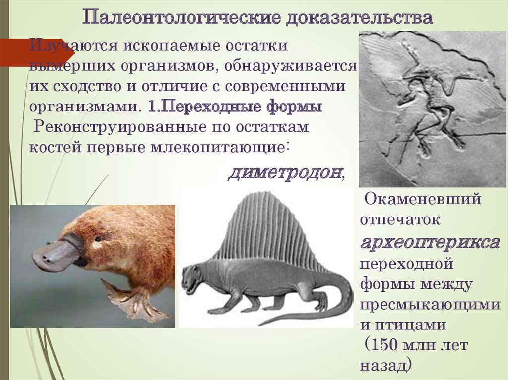 Палеонтологические доказательства происхождение человека