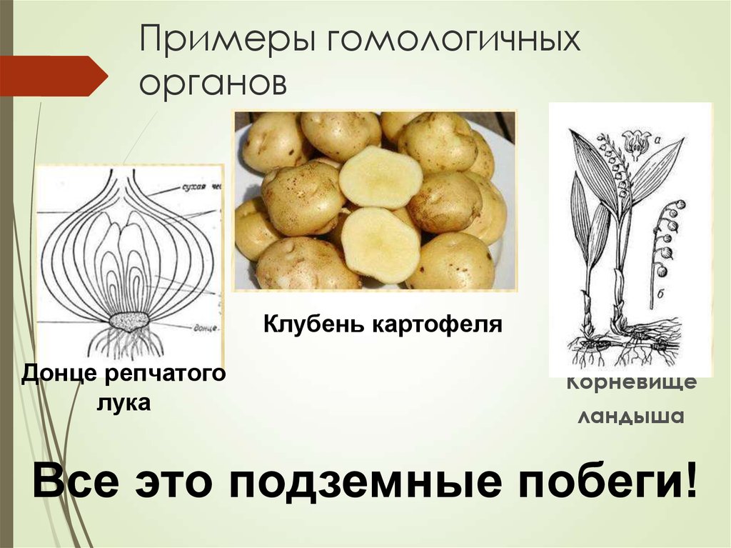 Подземный побег картофеля. Донце луковицы гомологично. Подземные побеги картофеля. Подземный побег корневище ландыша. Донце репчатого лука.