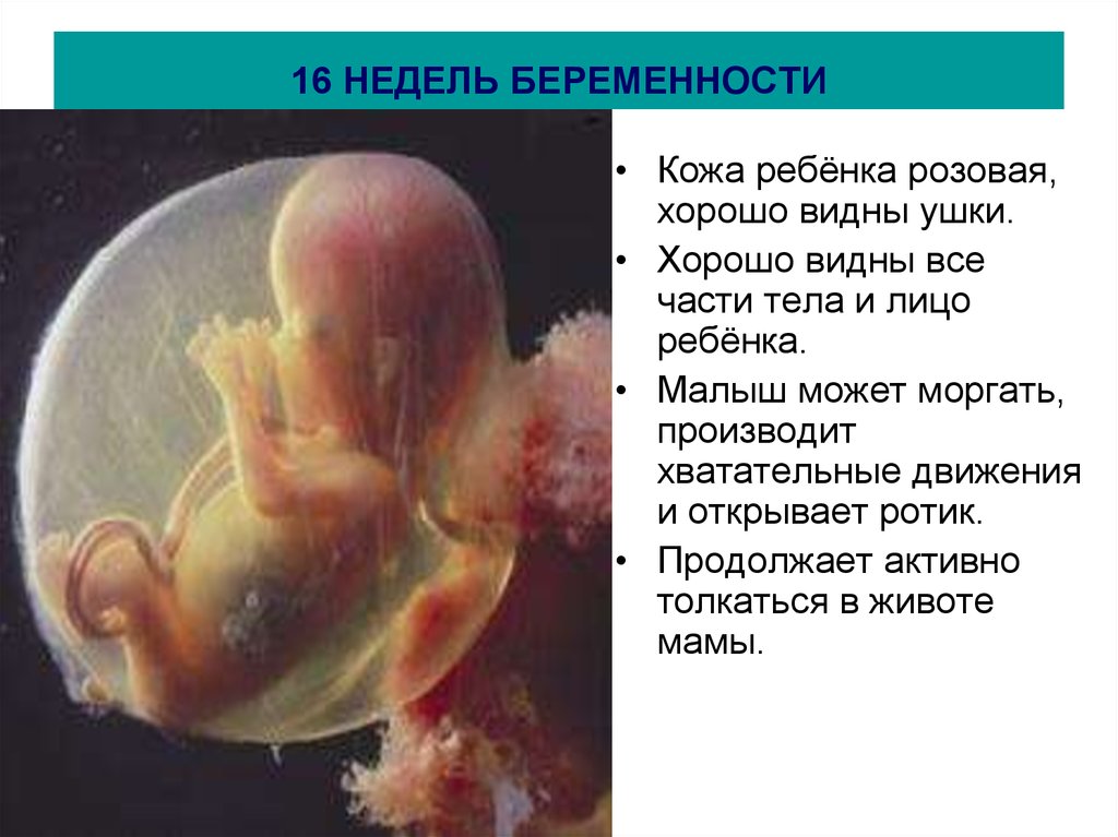 16 недель 5 дней. Плод 16 недель беременности размер плода. Размер ребенка на 16 неделе беременности. Как выглядит эмбрион в 16 недель. 16,1 Недель беременности акушерская.