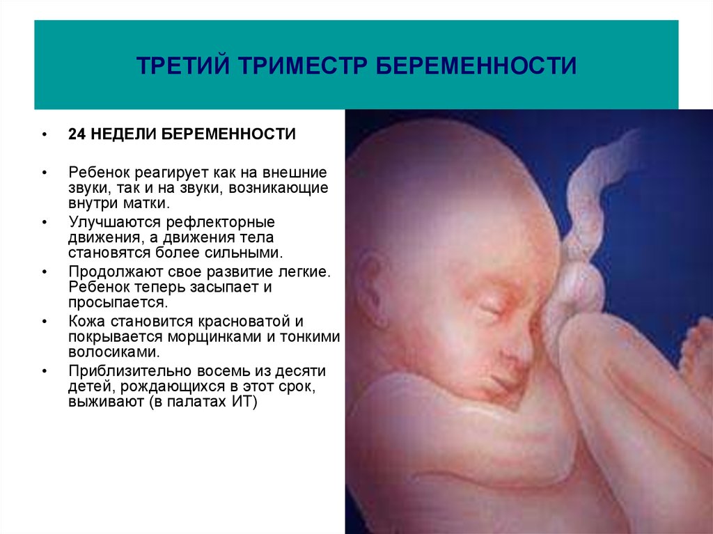 Течение 3 беременности. Развитие плода в третьем триместре. Третий триммер беременности. Триместры беременности. Триместры беременности по неделям.