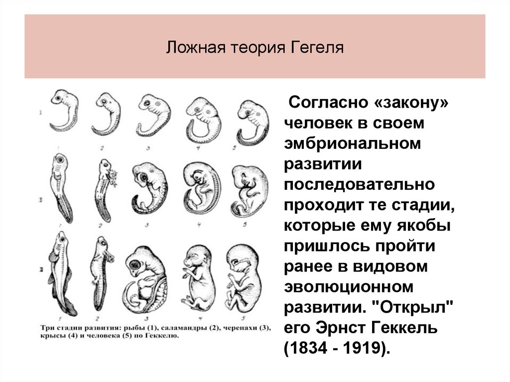 Стадии развития ребенка. Стадии развития человека в утробе. Этапы развития человека в утробе матери. Этапы формирования человека в утробе. Стадии развития ребенка в эмбриональном развитии.