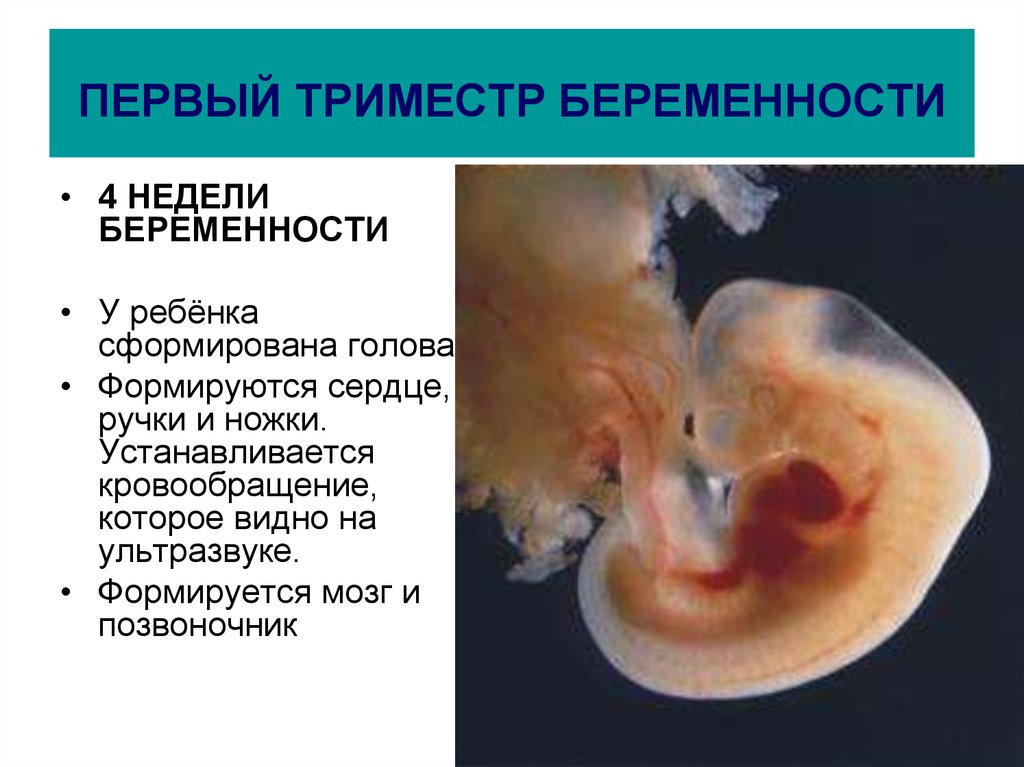 Эмбрион на какой неделе. Первый триместр беременности плод. Беременность 1 триместр эмбрион. Первый триместр беременности это период. Триместры беременности.