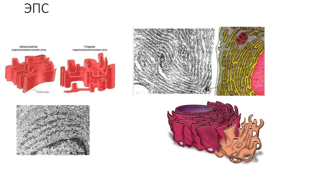 1 эндоплазматическая сеть. Шероховатая эндоплазматическая сеть рисунок. Шероховатая ЭПС строение. Эндоплазматическая сеть ретикулум. Эндоплазматическая сеть ЭПС гладкая и шероховатая.