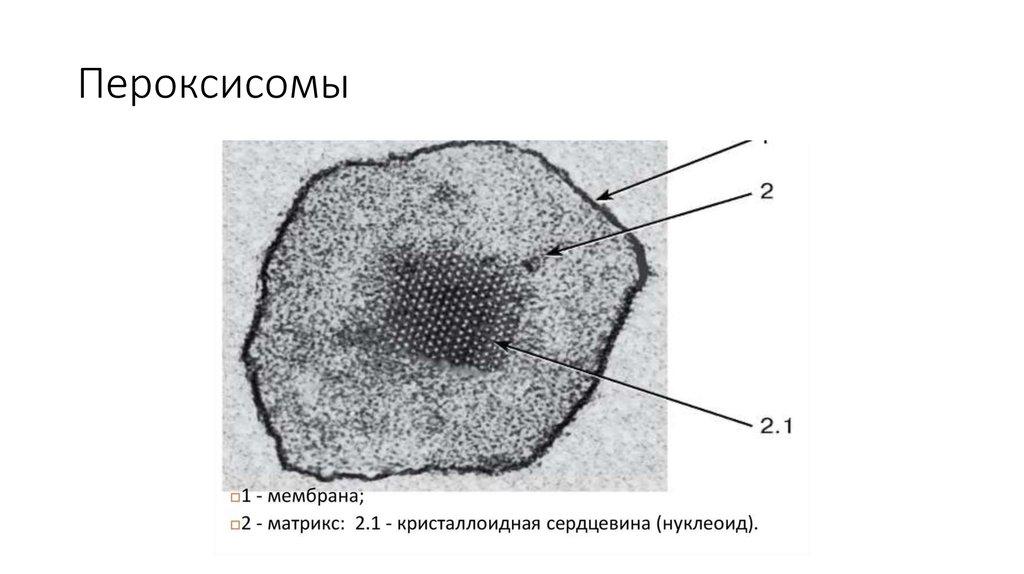 Какова функция органоида электронная микрофотография которого представлена на рисунке