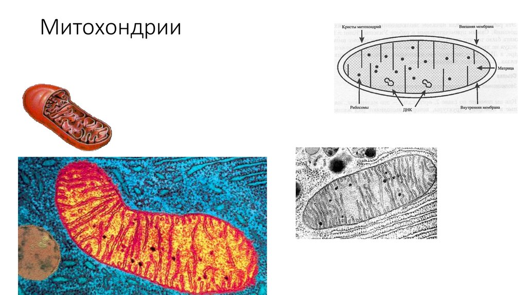 Клеточная мембрана митохондрии. Митохондрия ЕГЭ биология. Митохондрии биология строение. Строение митохондрии ЕГЭ. Строение митохондрии клетки рисунок.