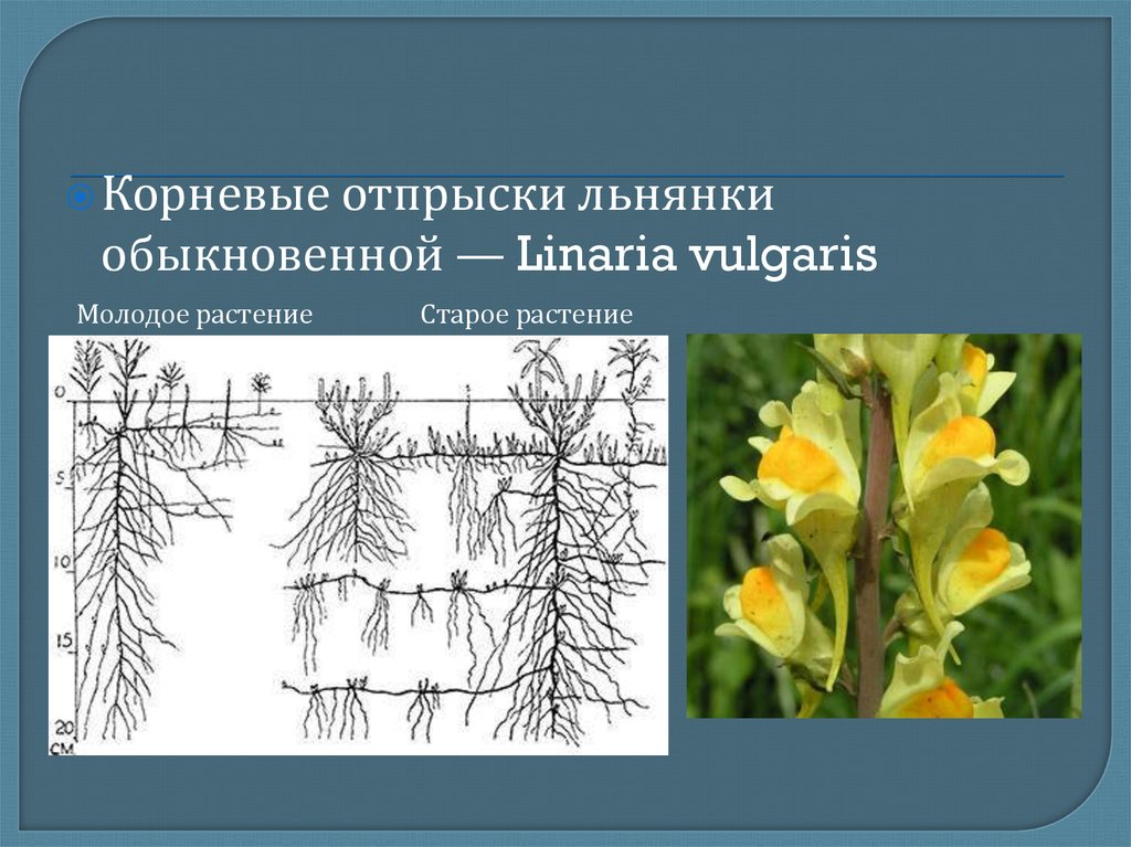 Корневые отпрыски. Корневые отпрыски льнянки обыкновенной. Льнянка обыкновенная схема. Льнянка обыкновенная корневая система. Льнянка обыкновенная корень.