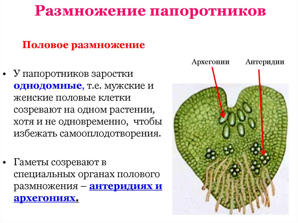 Как происходит половое размножение у папоротников. Функции заростка папоротника. Заросток папоротника строение. Щитовник мужской заросток. Схема полового размножения папоротника.