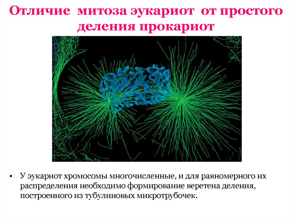 Деление эукариот. Размножение эукариот. Размножение клеток эукариот. Веретено деления прокариот. Деление прокариот и эукариот.