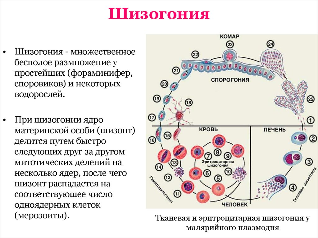 Простейшие этапы развития. Размножения малярийного плазмодия шизогонией. Цикл развития малярийного плазмодия шизогония. Множественное деление шизогония. Малярия шизогония.