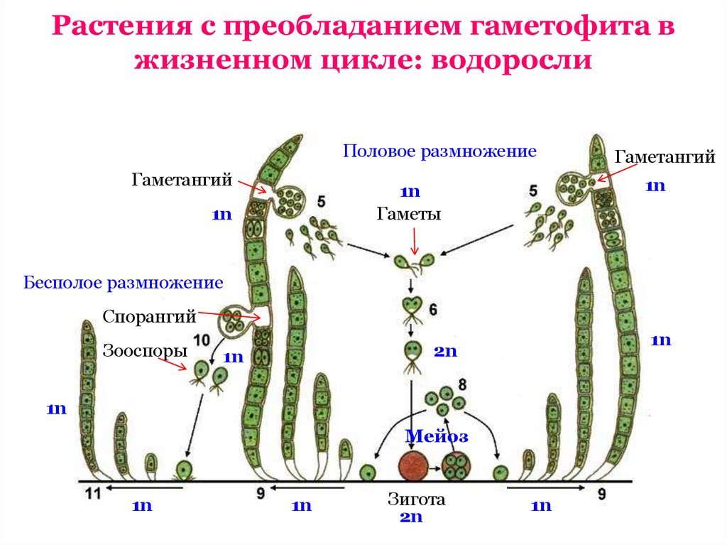 Чем представлен спорофит у водорослей. Жизненный цикл растений улотрикса. Цикл развития водорослей схема. Жизненный цикл улотрикса схема. Цикл водоросли улотрик.