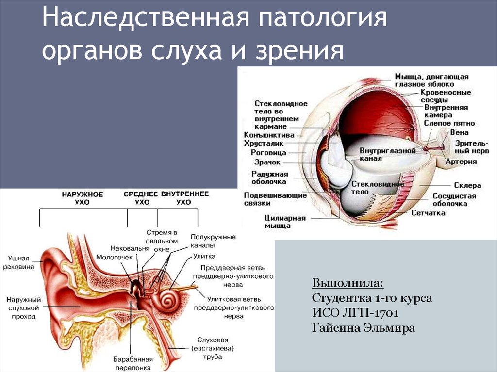 Зрение и слух. Заболевания органов зрения и слуха. Патология органов слуха. Анатомия и заболевания органов слуха. Строение органов зрения и слуха.