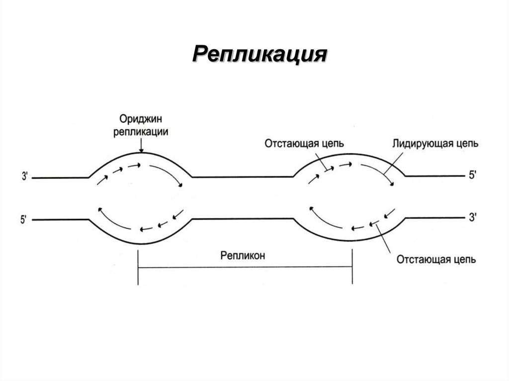 1 репликация. Репликация ДНК репликон. Ориджины репликации. Единица репликации репликон. Ориджин точка начала репликации.