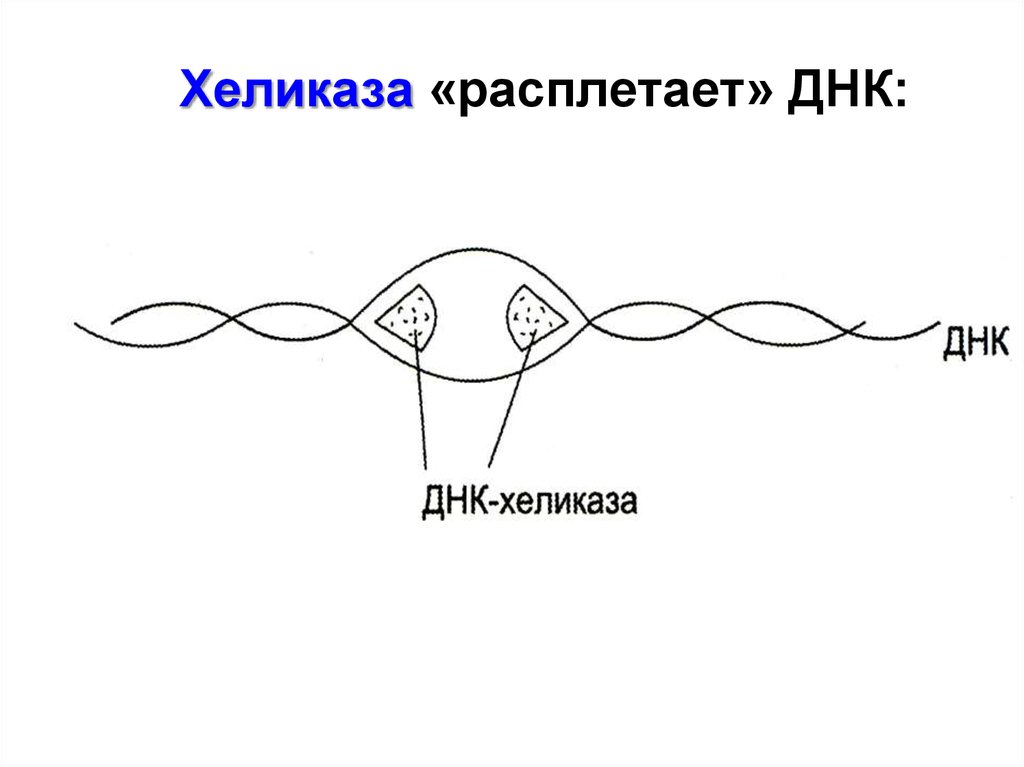 Фермент хеликаза