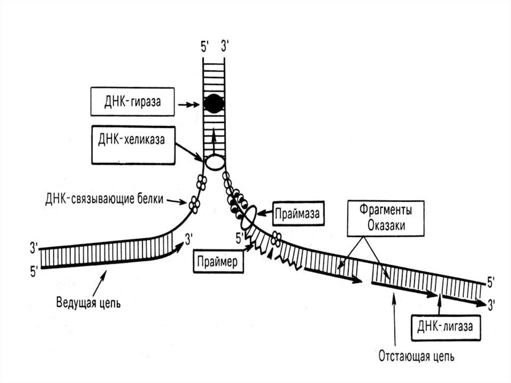 Лигаза в репликации. Репликация ДНК рисунок. Праймаза в репликации ДНК. Схема репликации ДНК. Праймаза функция при репликации ДНК.