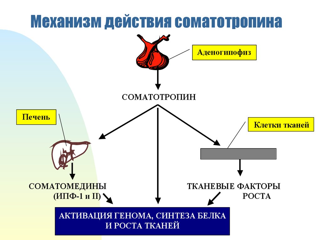 Гипоталамус гормон роста биосинтез белка рост организма схема