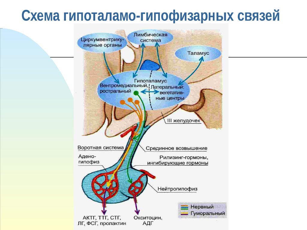 Какой гормон не секретируется гипофизом тест. Схема связей гипоталамуса и гипофиза. Схема действия гипоталамо-гипофизарной системы гормоны. Схему связей в гипоталамо-гипофизарной системе. Схема строения гипоталамо гипофизарной системы.