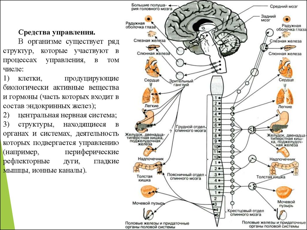 Рефлекторные центры головного мозга. Рефлекторные центры спинного мозга. Вегетативная нервная система головного мозга. Спинальные центры вегетативной нервной системы. Строение и функции спинного мозга вегетативная нервная система.