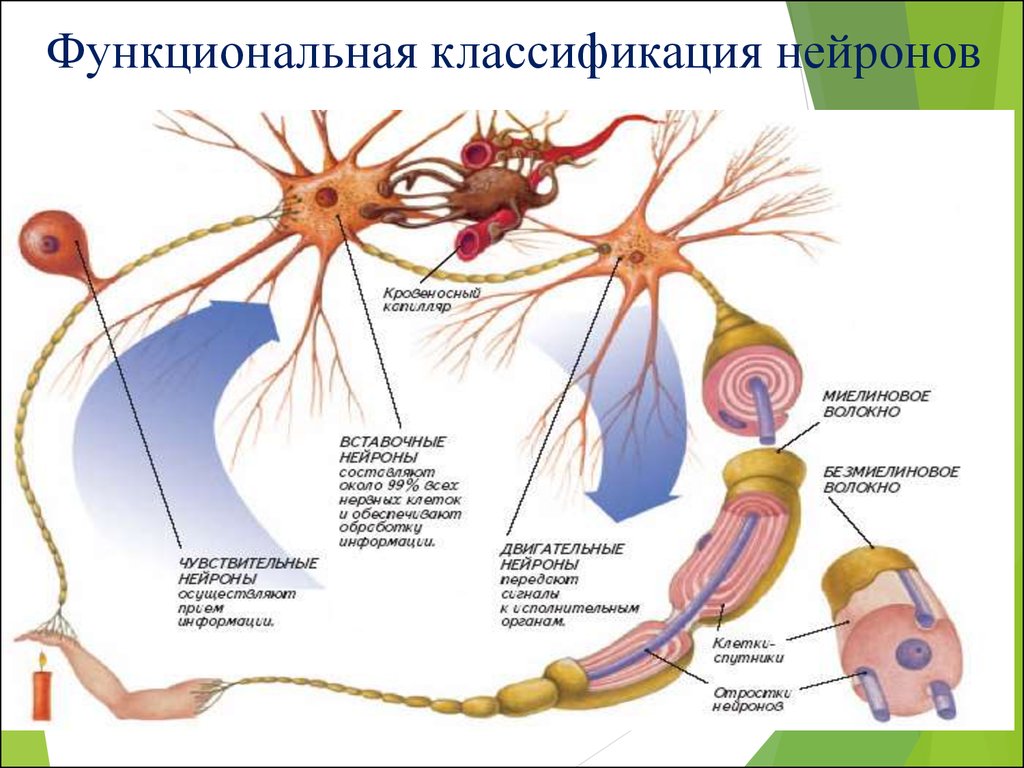 Функции нейронов. Вставочные Нейроны классификация. Функциональная классификация нейронов. Классификация нейронов по строению и функции. Классификация нейронов по функциям.