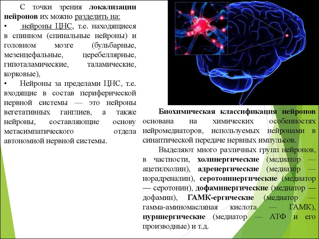 Функции головного мозга в нервной системе. Нейрон ЦНС. Нейроны центральной нервной системы. Локализация вегетативных нейронов. Локализация нервной системы.