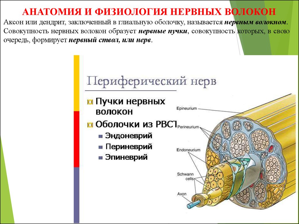 Нервный ствол. Морфофункциональное строение периферического нерва. Физиология нервных волокон Аксон. Соединительнотканные оболочки периферических нервов. Схема строения периферического нерва.