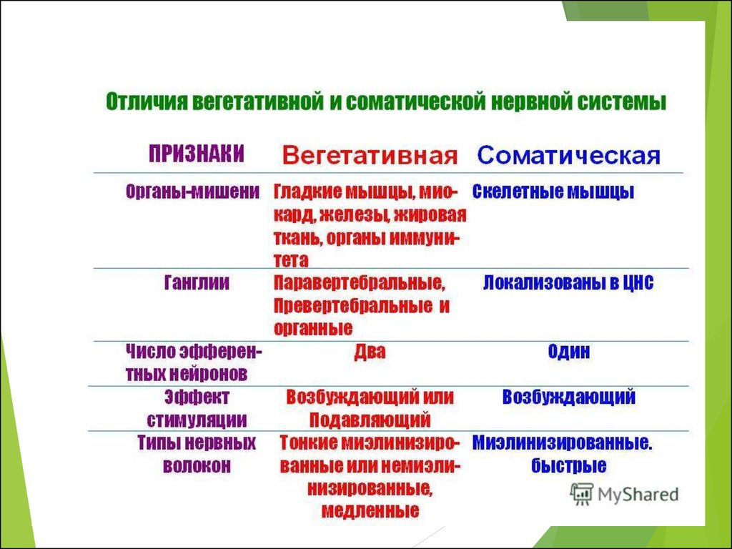 Чем отличается вегетативная. Отличия соматической и вегетативной нервной системы. Отличия вегетативной нервной системы от соматической. Отличия от вегетативной от соматической системы. Отличия ВНС от соматической нервной.