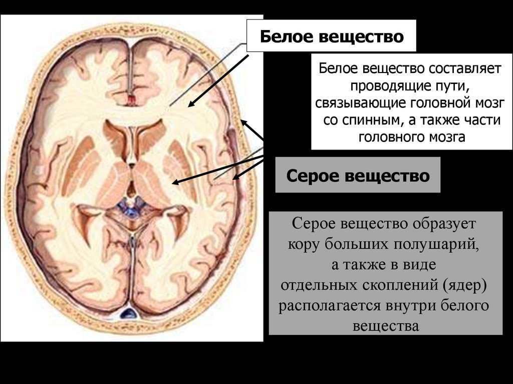 Белое вещество головного и спинного мозга образуют. Серое и белое вещество головного мозга строение и функции. Серое вещество больших полушарий в головном мозге. Серое вещество в коре больших полушарий головного мозга:. Большие полушария серое и белое вещество.