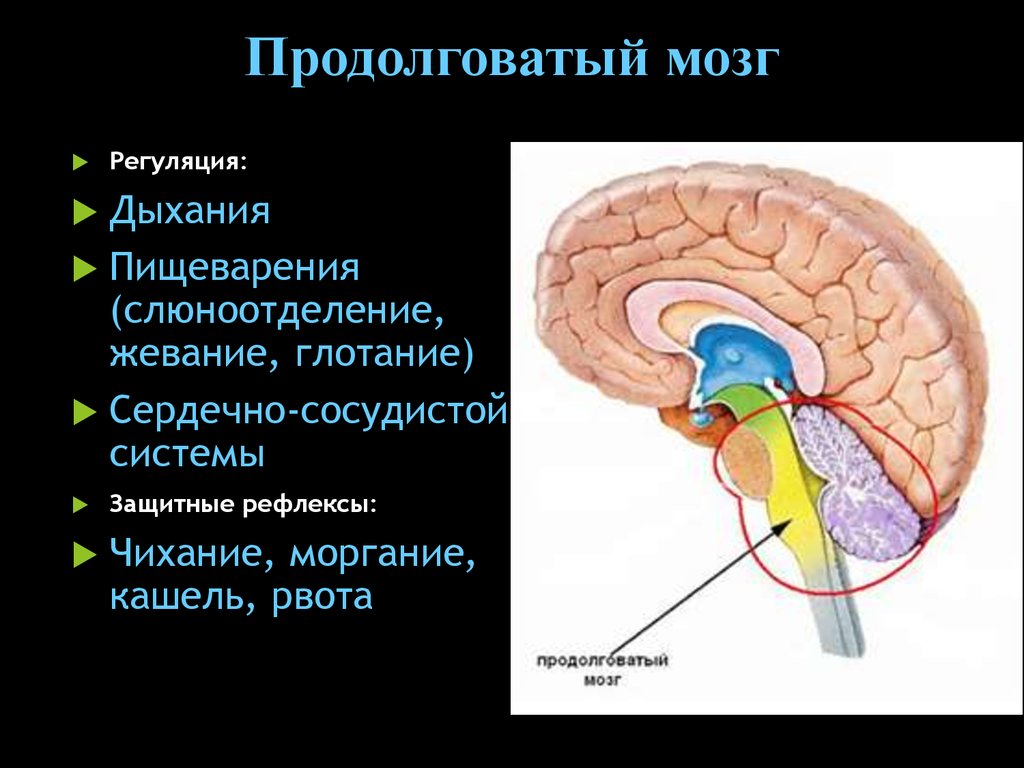 Кашель и чихание какой отдел мозга. В продолговатом мозге расположен центр регуляции. Продолговатый мозг. Продолговатый головной мозг. Продолговатый мозг центры регуляции.