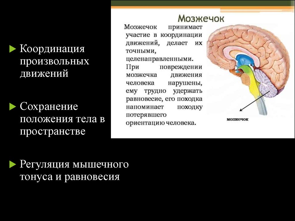Особенности мозжечка головного мозга. Координация движений мозжечок. Мозжечок отвечает за координацию движений. За равновесие отвечает мозжечок. Функции мозжечка.