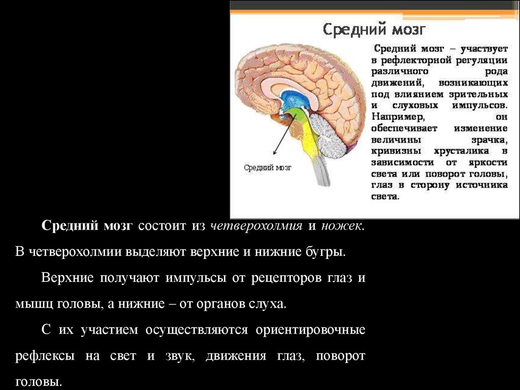 Из каких веществ состоит мозг. Четыреххолмие среднего мозга. Ориентировочные рефлексы среднего мозга. Центры среднего мозга. Рефлекторные центры среднего мозга.