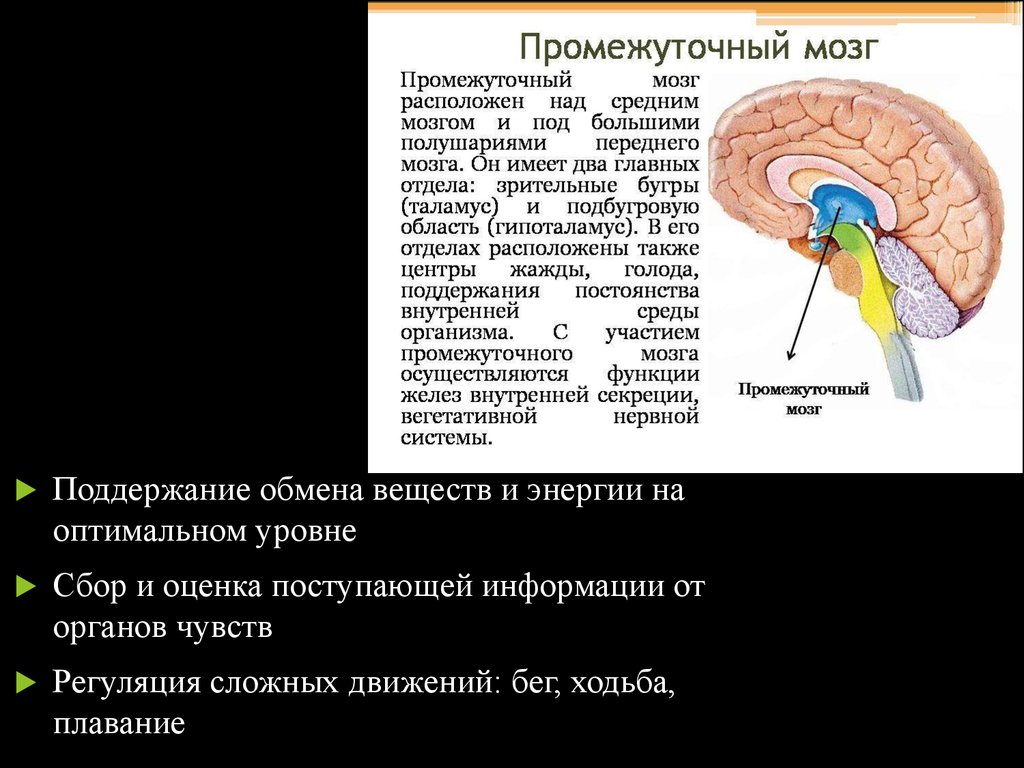 Центр координации движений находится в каком мозге. Промежуточный мозг. Функции промежуточного мозга. Промежуточный мозг расположение. Промежуточный мозг регуляция.