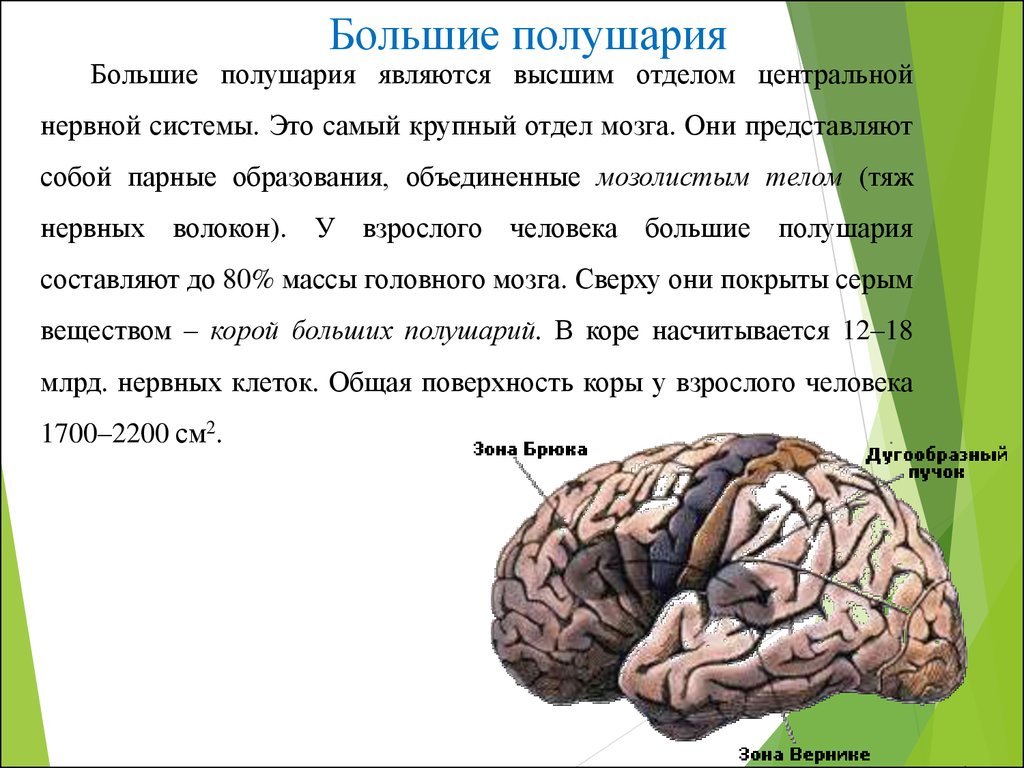 Высшие отделы цнс. Вещество, покрывающее большие полушария. Серое вещество больших полушарий. Нервный тяж.