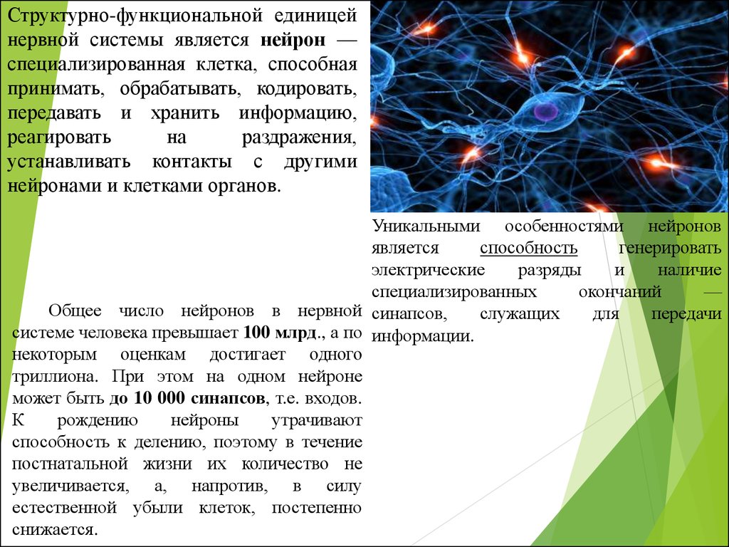 Основной структурно функциональной единицей