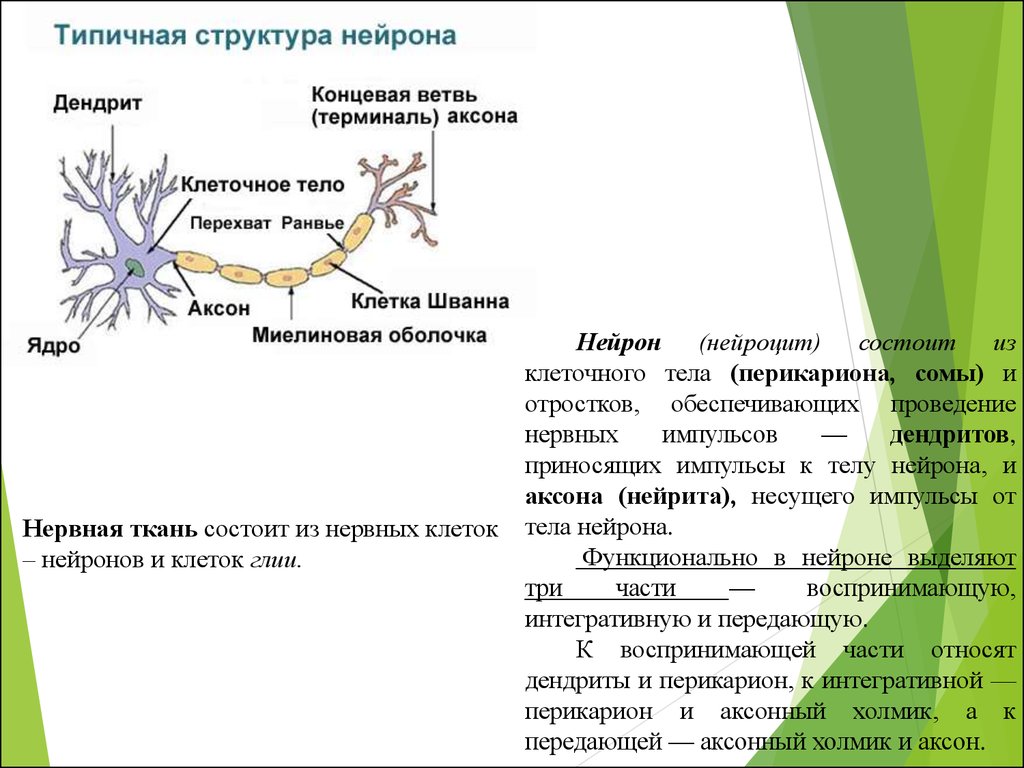 Конечные ветви. Перикарион нейрона. Типичная структура нейрона. Перикарион Аксон дендрит. Строение перикариона нейрона.